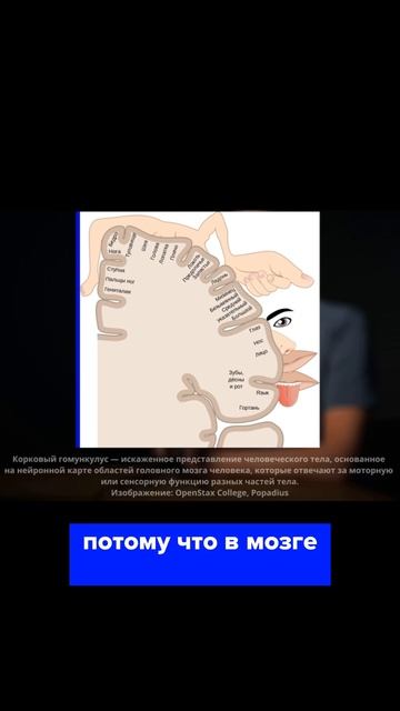 КАК РАБОТАЕТ МОЗГ? ЗА ЧТО ОТВЕЧАЮТ ЕГО ОТДЕЛЫ? смотреть онлайн