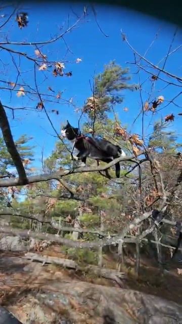 У тебя будет 10 минут ?))))) #animals #funny