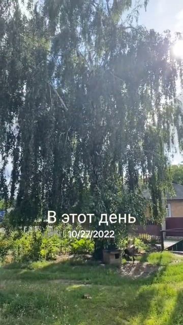 Четыре времени года! #shortvideo смотреть онлайн