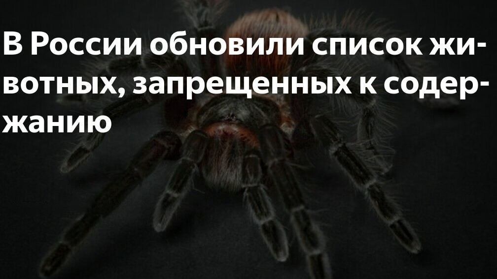 В России обновили список животных, запрещенных к содержанию. Поправки вступят с 01 сентября 2025г