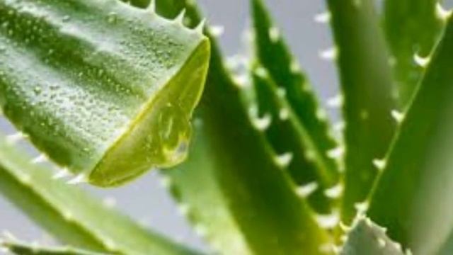 Ученые доказали - вот что случается в доме, где растет ?