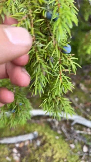 Ягода можжевельника смотреть онлайн