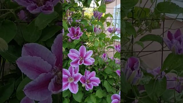 Клематис Доктор Руппель (Clematis Doctor Ruppel)