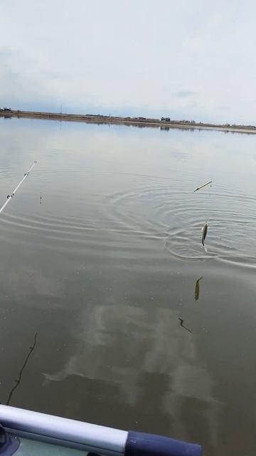 есть, поймал🐠 смотреть онлайн