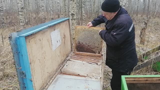 Третий отбор мёда в 2024 году в естественном пчеловодстве. 50 кг мёда. 2 семьи во Владимирском улье смотреть онлайн