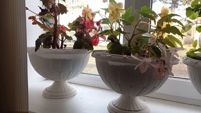 Секреты сохранения бегоний на подоконнике - мнение, ко смотреть онлайн