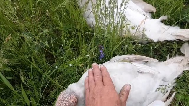 😌Гуси умные,а Люди толерантные ... смотреть онлайн