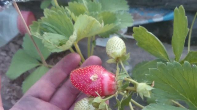 Квики — описание сорта клубники, преимущества и недос смотреть онлайн