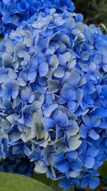 #hydrangea#гортензия#garden#гортензія#flowers #park#jardin#shorts#アジサイ#р смотреть онлайн