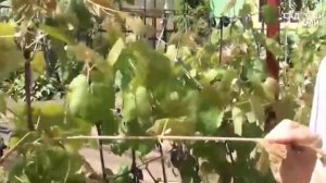Как ухаживать за виноградом летом  Удаляем пасынки Са?