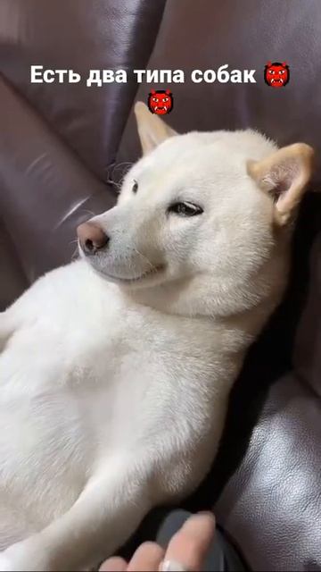 есть два типа собак 😂😂а какая твоя? смотреть онлайн