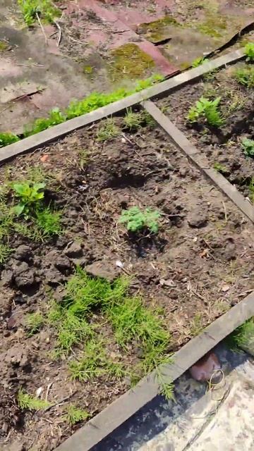 🥔 🥔 🥔 в сумке vs 🥔 🥔 🥔 в грядке. Неожиданный рывок ? смотреть онлайн