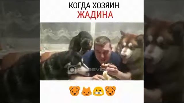 Бедные собаки кушать же хотят а хозяин не даёт смотреть онлайн
