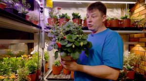 Если чернеют ягоды на клубнике срочно проверьте