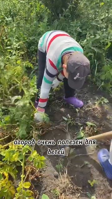 Сажать или не сажать картошку?вырастить свою или купи? смотреть онлайн