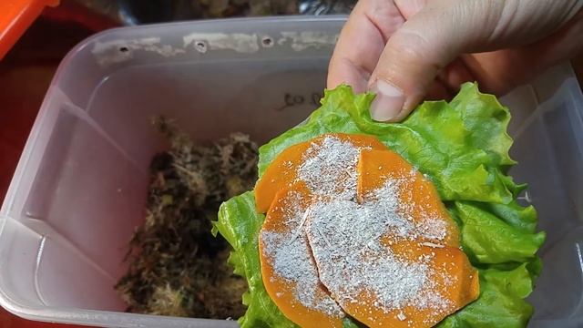 Улитки Бонни и Клайд (Megalobulimus Oblongus) или просто Мегасы теперь у нас дома смотреть онлайн
