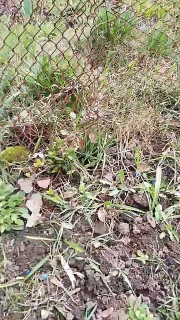 Подснежники смотреть онлайн