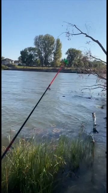 Рыбалка в Астрахани. Щука. Карась. астрахань рыбалка