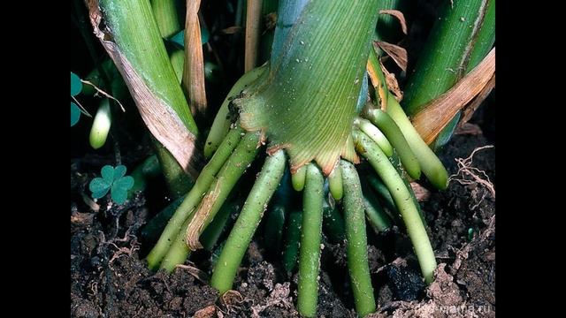 БИОЛОГИЯ: интересные виды корней. Урок для младших шко смотреть онлайн