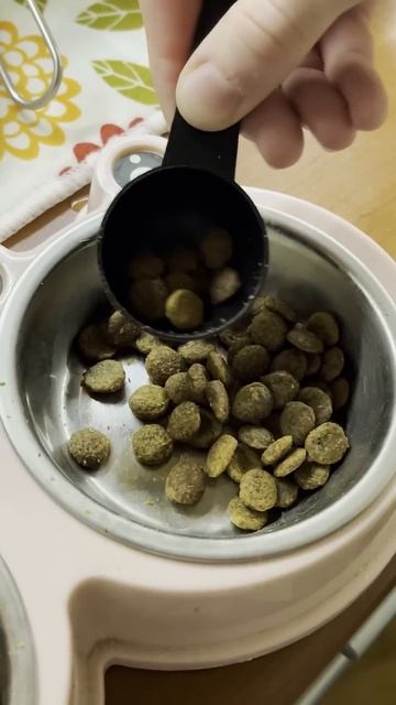 Браун кушает #котенок #кот #котики #кошка #oiiaoiiacat смотреть онлайн