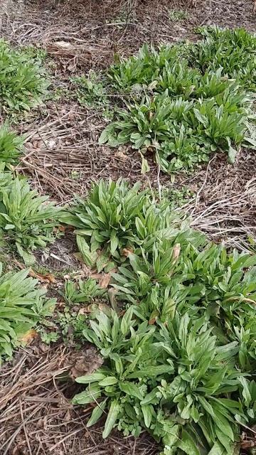 пионы часть 2. 11 апреля 2025 г. смотреть онлайн