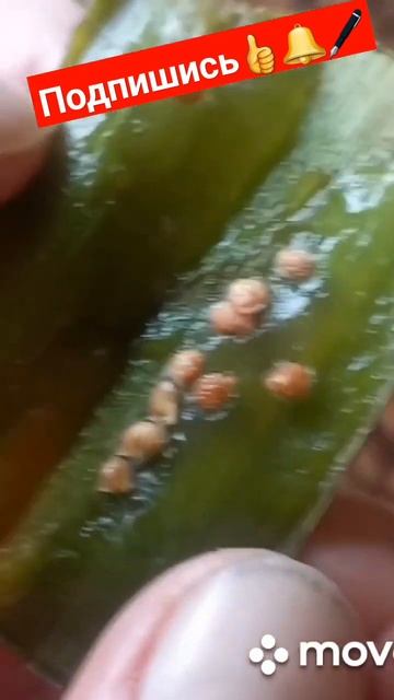 🔴191🔴Суперспособ..Семена в Алое.👍🤩👍♥️♥️♥️👌🌱 смотреть онлайн