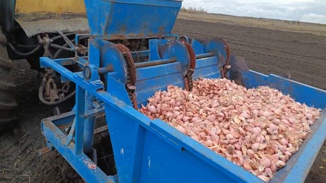 Посадка чеснока Осень 2024 часть 2 Покупка чеснокосажалки ТарусаАгро смотреть онлайн
