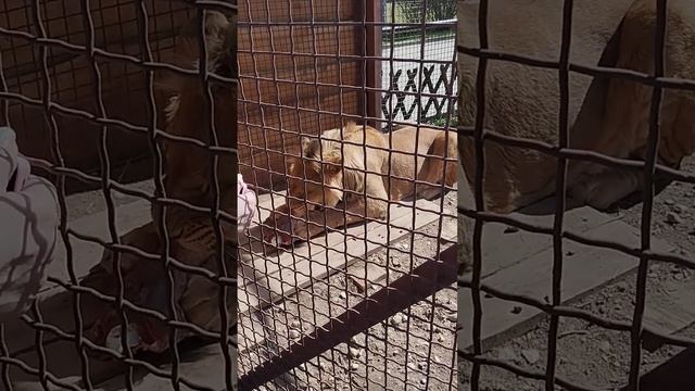 Шерхан ел, ел, ел свой обед, но так и не доел Минск 17 апр? смотреть онлайн