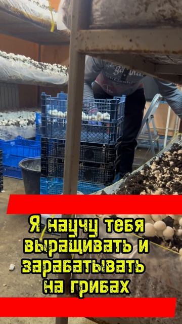 Грибы в подвале!