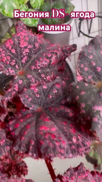 #бегония #растения #комнатныерастения #begonia #begonias #бего? смотреть онлайн