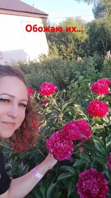 ПИОНЫ... их очень много!!! Что д? смотреть онлайн