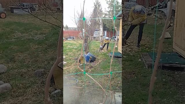 Арсений рубит дерево смотреть онлайн