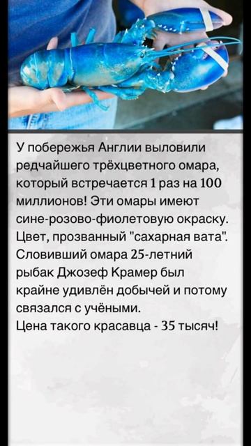 Видели такое? Очень редкий и дорогой! #рекомендации #жи смотреть онлайн