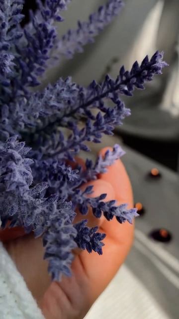 Декоративная лаванда в кашпо. Арт WB: 239881160 смотреть онлайн