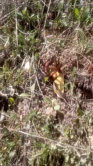 25 апреля 2025 г. Пионы смотреть онлайн