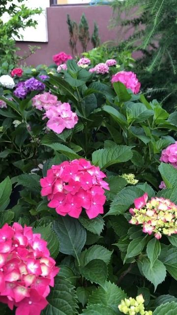 КРУПНОЛИСТНЫЕ ГОРТЕНЗИИ В САДУ#macrophylla #гортензия#hortensia смотреть онлайн
