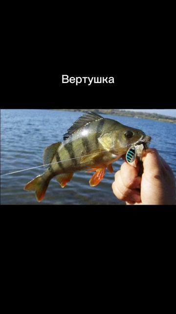 Топ 3 приманки на окуня смотреть онлайн