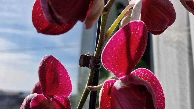 New! Phalaenopsis Kimono Peloric ♥️♥️♥️ Фаленопсис Кимоно пелори? смотреть онлайн