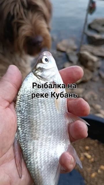 Рыбалка на реке Кубань #shortsyoutube смотреть онлайн