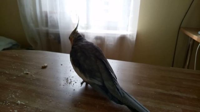 Корелла Дарт Вейдер (Дартюша:))) смотреть онлайн