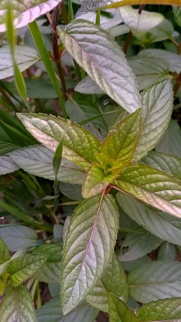 КАРАМЕЛЬНАЯ МЯТА#садиогород #многолетники  #ароматыве