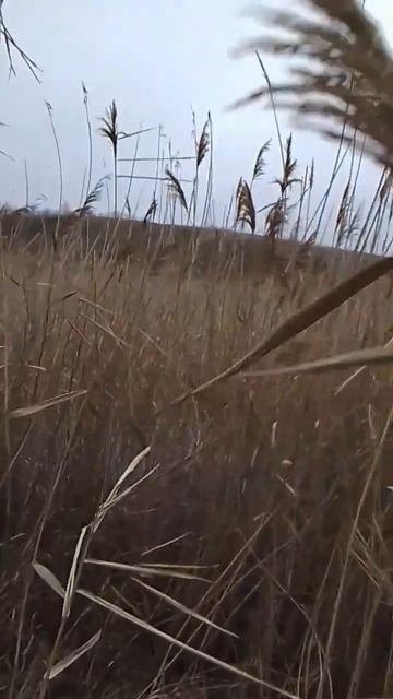 Осока на реке Осередь. #осока #река #осередь #заросль #в? смотреть онлайн