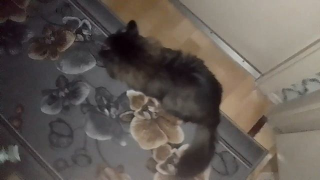 Кот Марс. Высказывания в ночи. смотреть онлайн