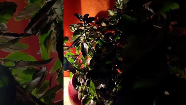 ПОЧЕМУ Я НЕ ЕМ КИСЛО-СЛАДКИЕ ФРУКТЫ (не видео, а слышио) смотреть онлайн
