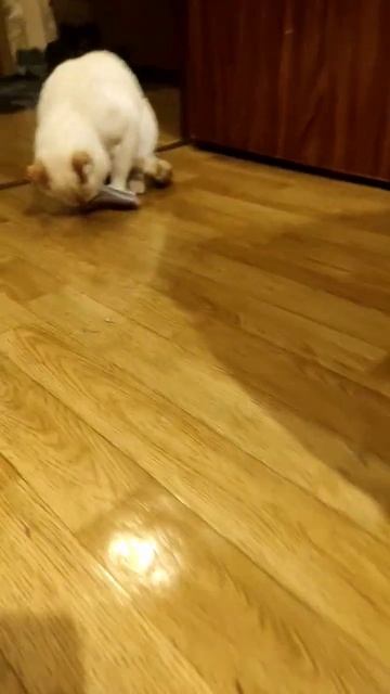 кот ест рыбу смотреть онлайн