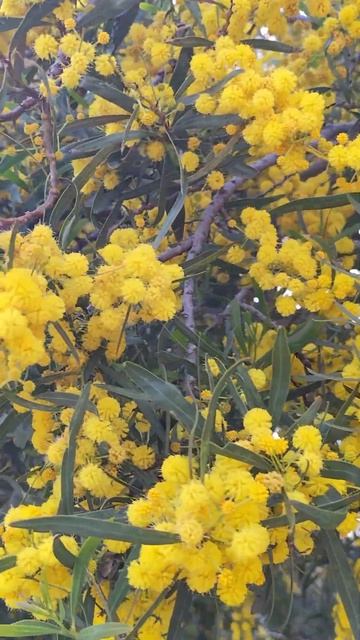 Акация ивовая. смотреть онлайн