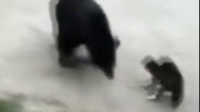 Cats, they courageous! Кошки, они смелые! смотреть онлайн