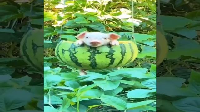 мой друг на качели смотреть онлайн