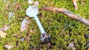 Мухомор вонючий (Amanita virosa). Как выглядит гриб на месте п