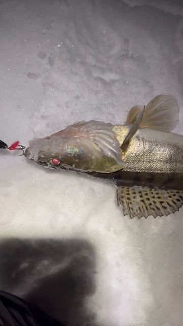 Еще один трофей с ночной вылазки на судака! #рыбалка #sho смотреть онлайн